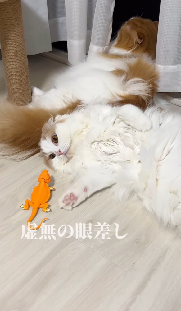 寝転がってトカゲのフィギュアにじゃれる猫