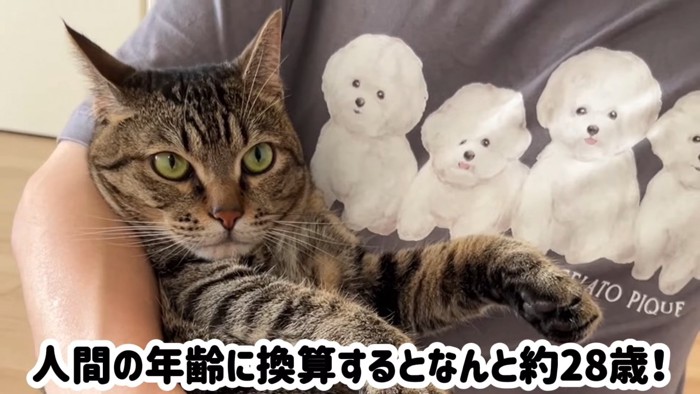 抱っこされる猫