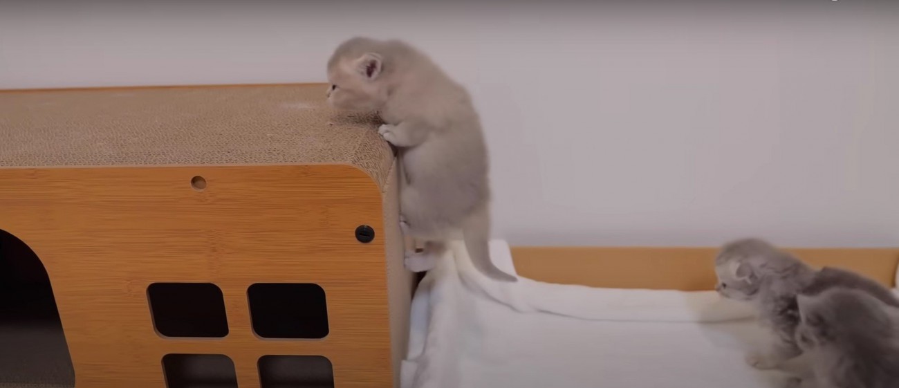 爪とぎをよじ登る子猫