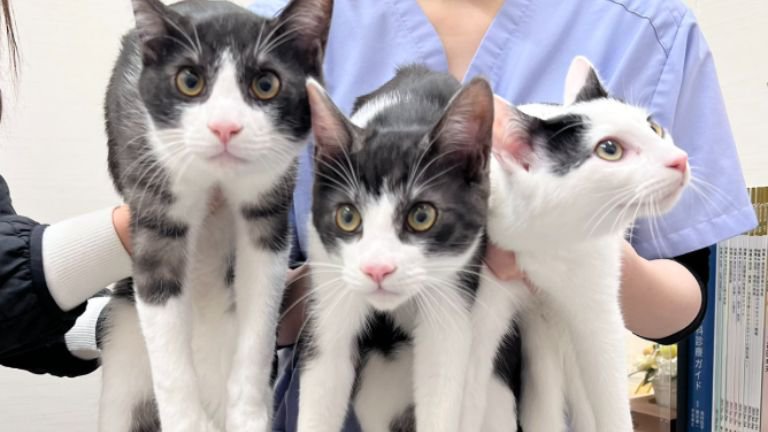 抱かれている猫たち