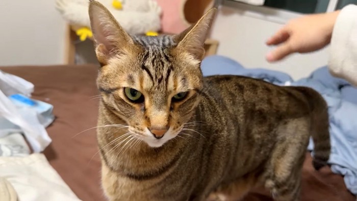 キリっとした表情の猫