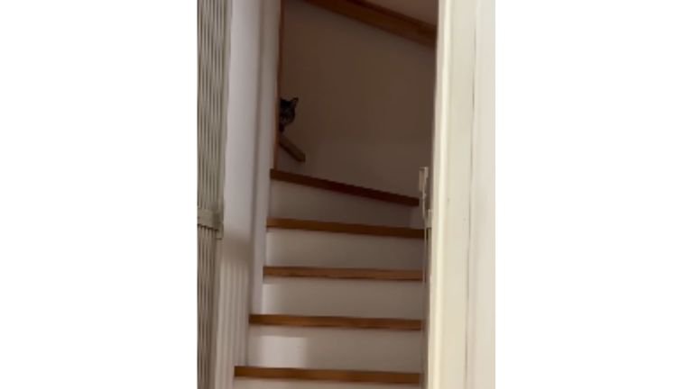 階段にいる猫