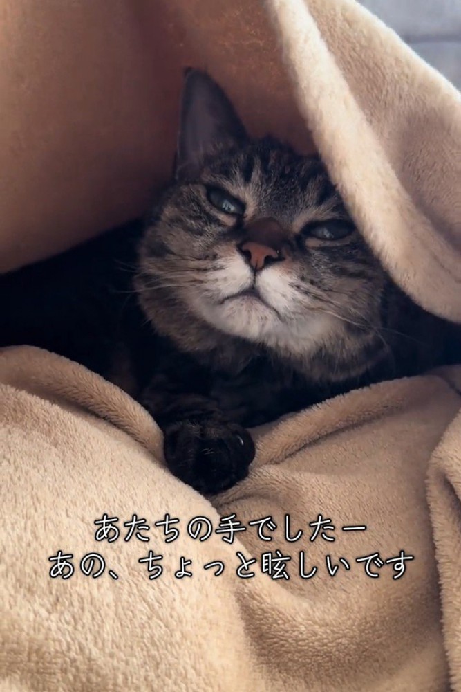毛布の中にいる猫