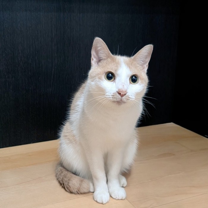 目を丸くし尻尾を巻き付けて座る猫