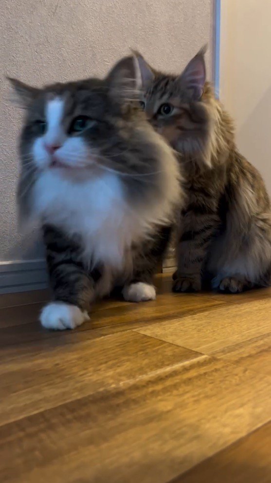 通路から出てくるキジ白柄の猫