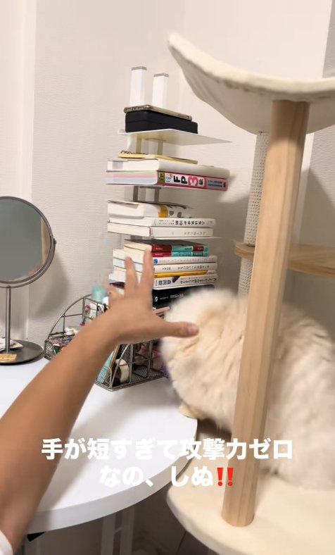 パーにしている飼い主の手の近くにいる顔が見えない猫