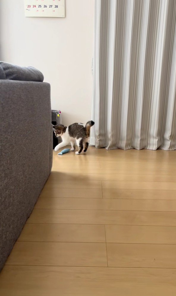 スーパーボールとあきくん