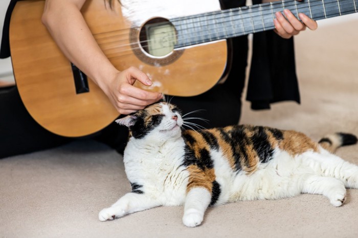 ギターを持つ人と近くに座っている猫