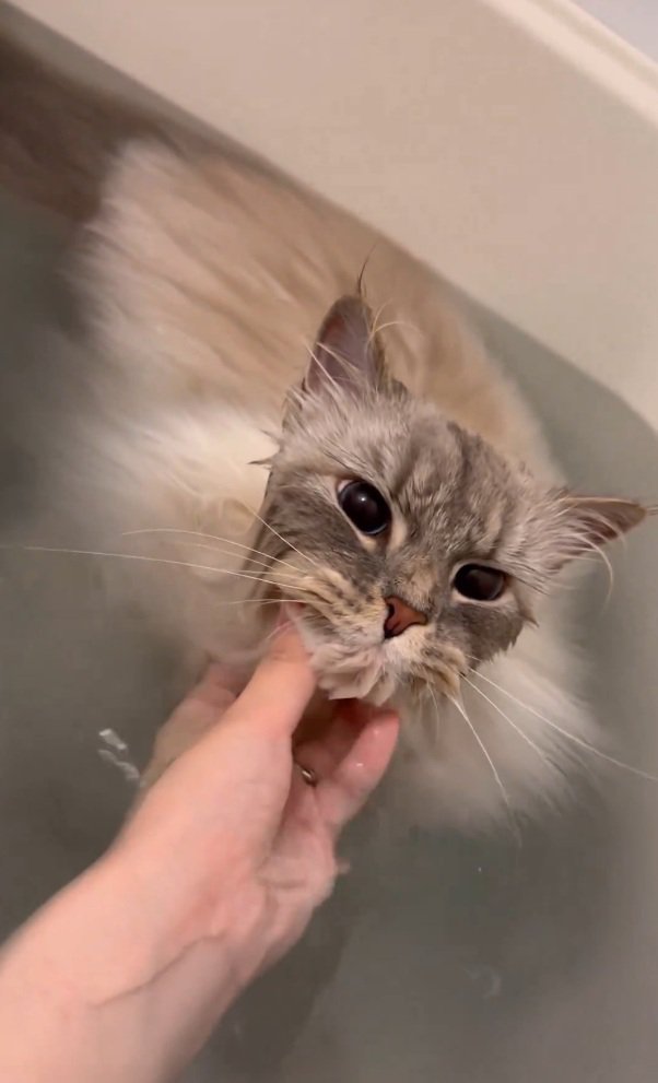 撫でられるいれぶんくん