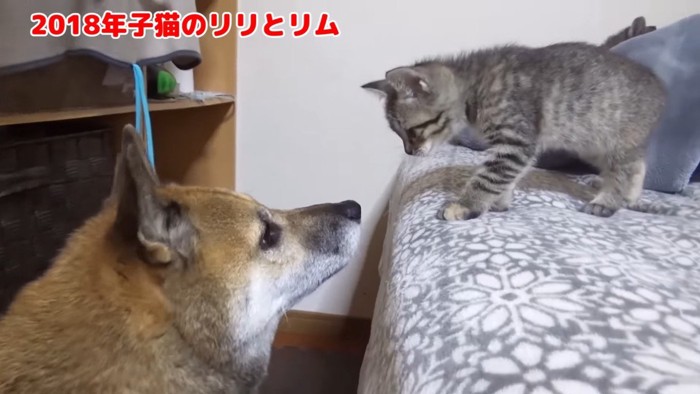 柴犬と向き合って
