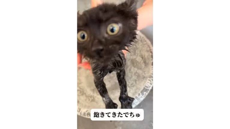 お風呂に入っている猫