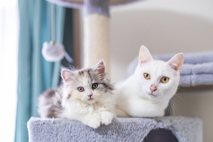 二匹の猫