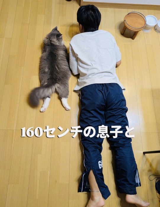 息子さんの隣に寝そべるサイベリアン