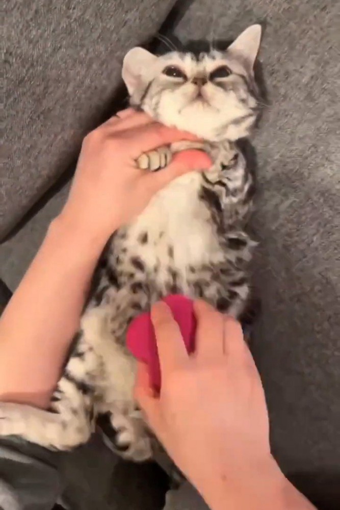 ブラッシングされる猫