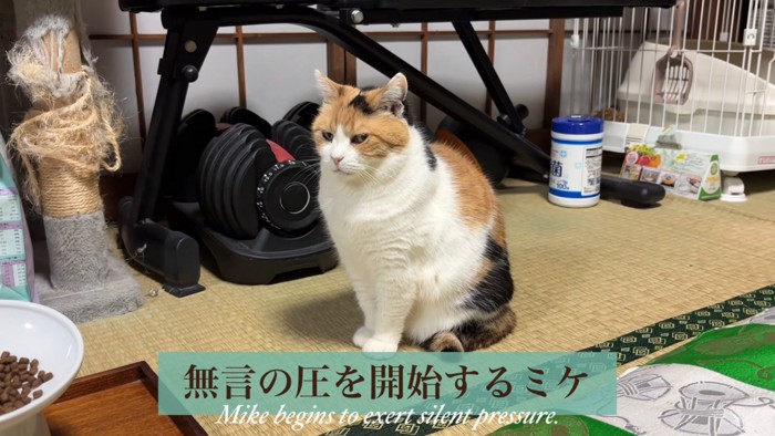 おすわりする猫