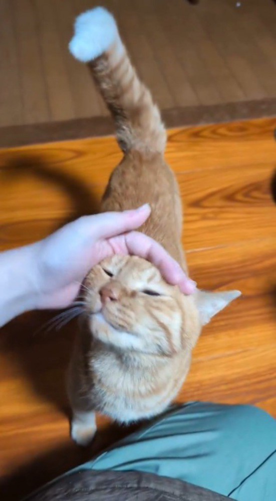 飼い主に撫でられて、しっぽが真上に立つ猫