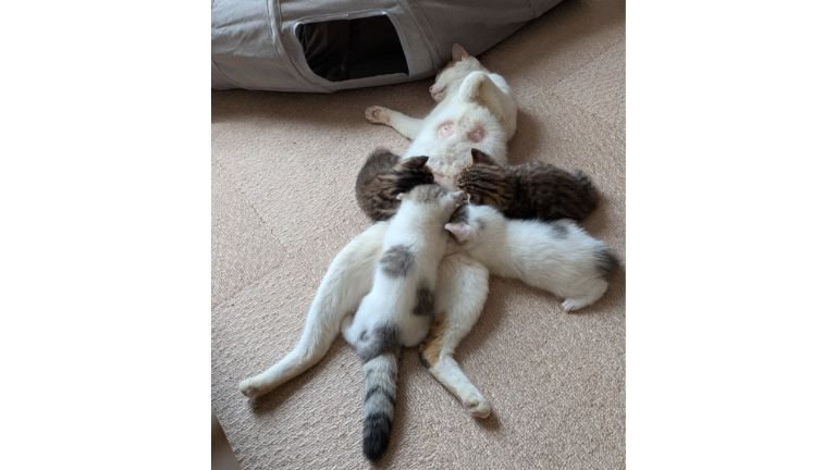 授乳している母猫と子猫