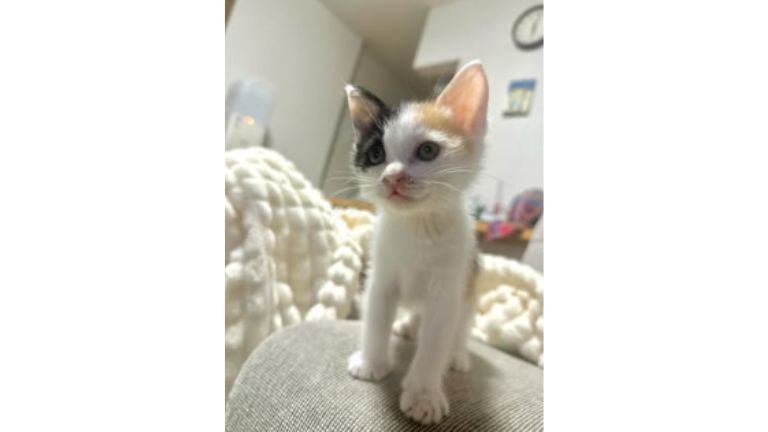 室内にいる子猫