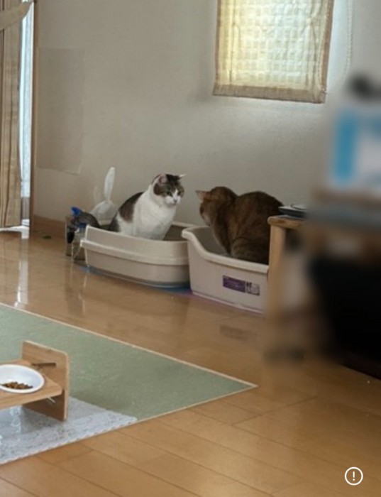 トイレに入る2匹の猫