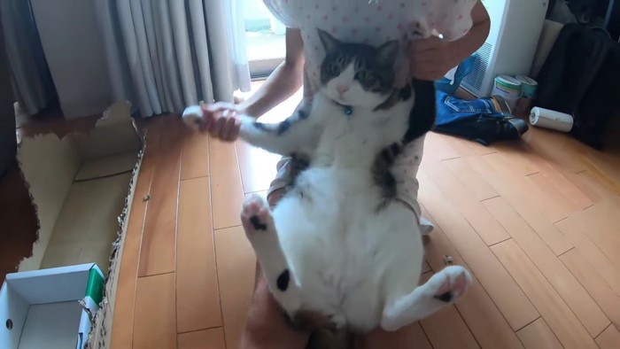 膝の上で踊る猫