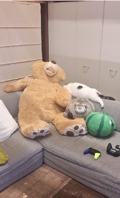 ソファで寝ている猫