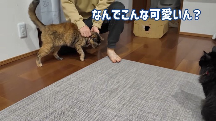 なんでこんな可愛いん?