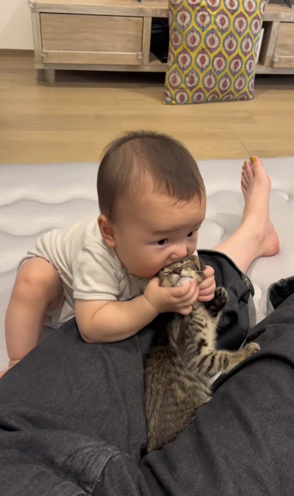 赤ちゃんと子猫