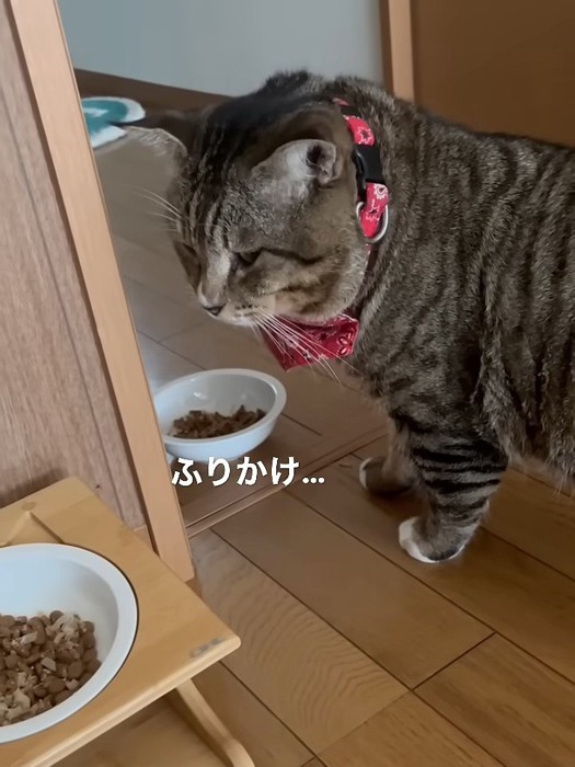 フードが入ったお皿を見る猫