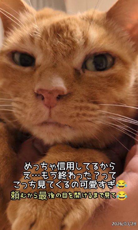 こちらを見る猫