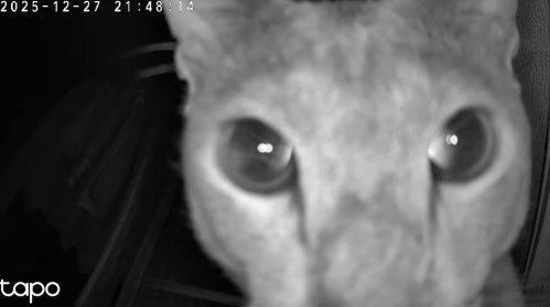 見守りカメラに写ったドアップの猫（耳とあご見切れ）