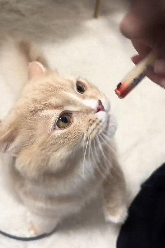 猫用おやつをもらうサイベリアン