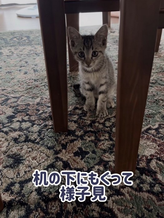 テーブルの下にいる子猫