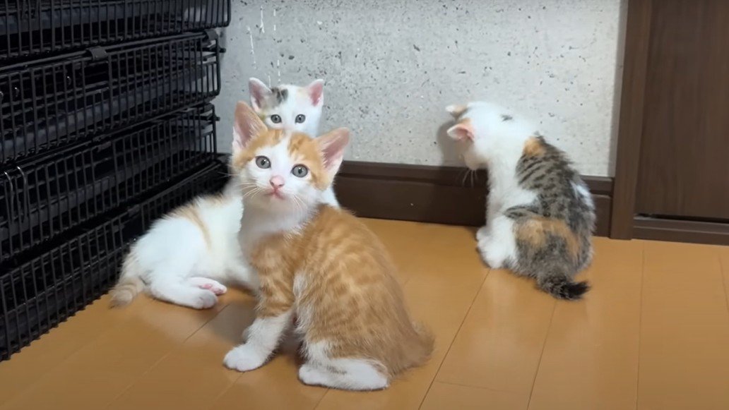 驚く3匹の子猫