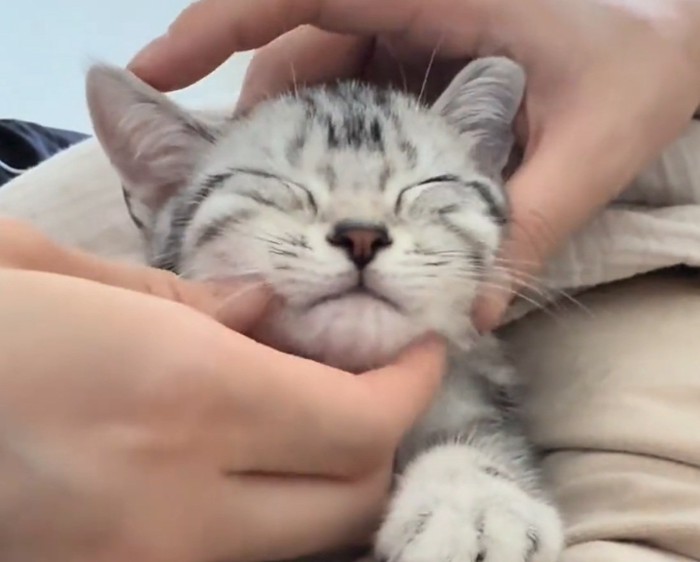 お顔を揉まれる猫