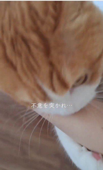 人の腕を噛んでいる猫