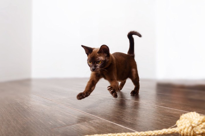 ジャンプする子猫