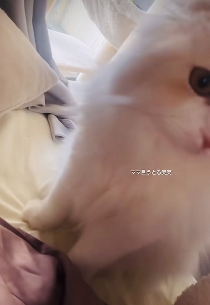 ベッドの上でママを探すスコティッシュフォールド