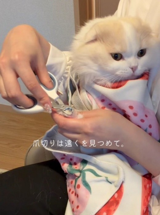 女性に抱っこされて爪を切られる猫