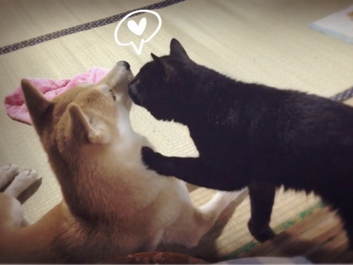 柴犬の頬にキスをしているかのような黒猫