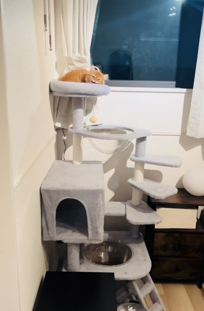キャットタワーのベッドでサイレントニャーするミヌエット