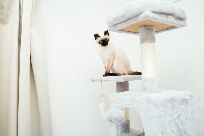 キャットタワーの上にいる猫