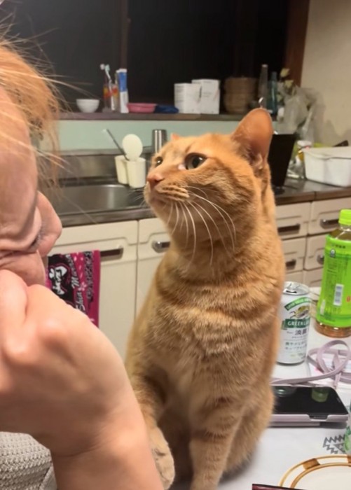 お母さんを見つめる猫