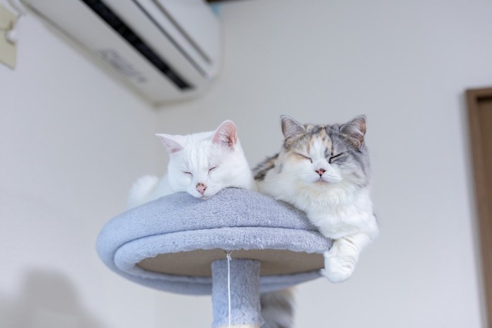 キャットタワーでくつろぐ2匹の猫
