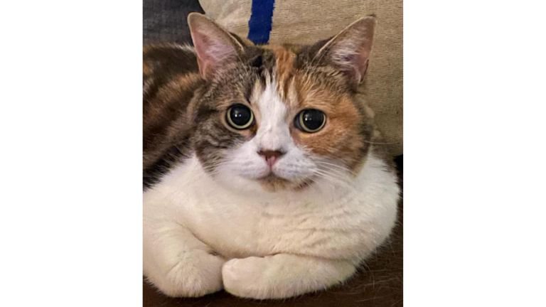 ソファーに座る猫