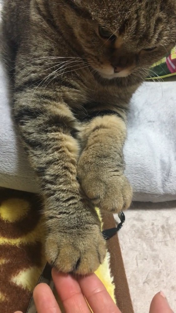 猫さんのおてて