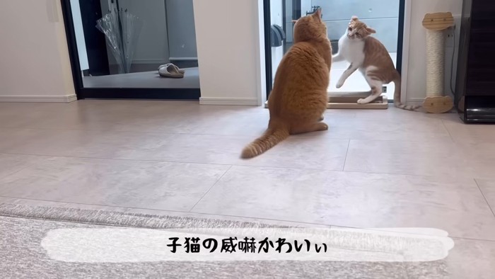 背を向ける猫に威嚇する子猫