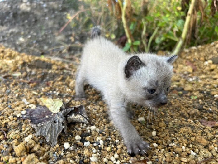 歩いているモコロちゃん