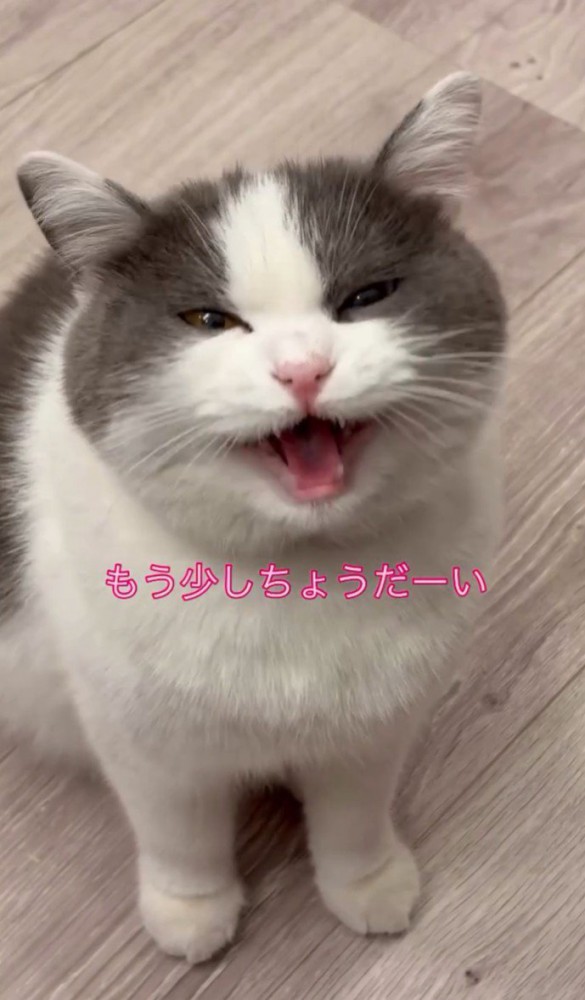 「もう少しちょうだーい」と書かれている