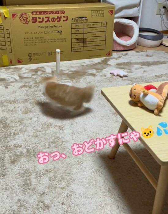 コロコロにビックリするみぃちゃん