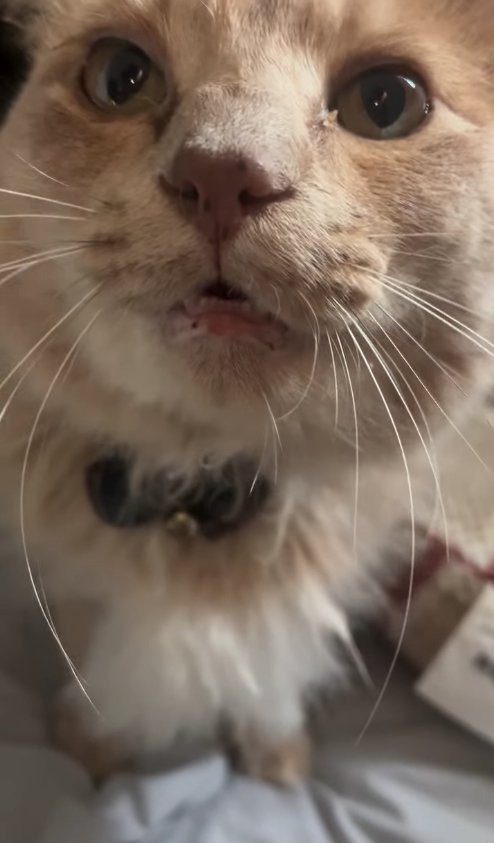 お座りをして口を開けている猫のアップ